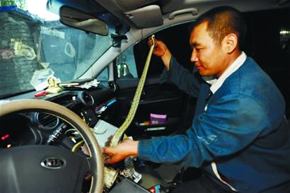 轎車(chē)大卸八塊揪出黑眉錦蛇 長(zhǎng)度達(dá)兩米