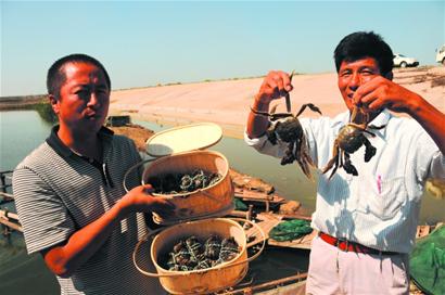 即墨膠州大閘蟹銷(xiāo)售遇冷 與陽(yáng)澄湖同一品種