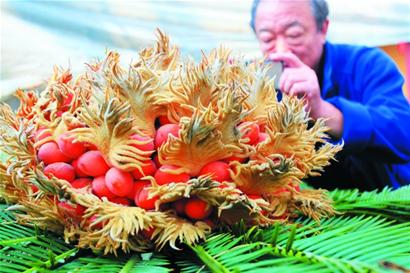 青島一鐵樹罕見(jiàn)開(kāi)花結(jié)果 果實(shí)鮮紅似火