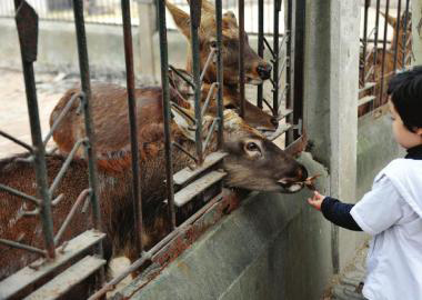  11月2日，成都市動(dòng)物園里，一名游客喂養(yǎng)鹿群。