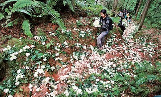 愛(ài)情天梯萬(wàn)朵白玫瑰神秘買(mǎi)主揭秘:花系云南空運(yùn)