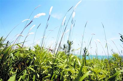 青島2017年將監(jiān)測空氣維他命 負(fù)離子含量將揭曉