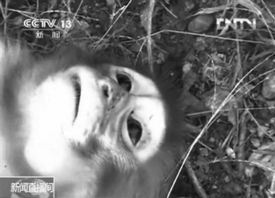 在資溪縣一國有林場，剛剛被槍殺的獼猴。