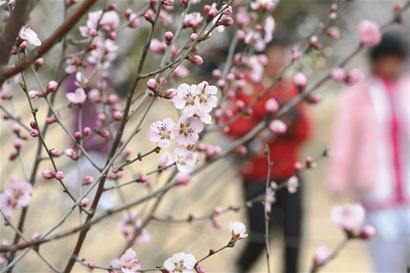昨日，青島十梅庵梅園的梅花競(jìng)相開放，游人置身于梅花的海洋，盡享大自然的美景。 